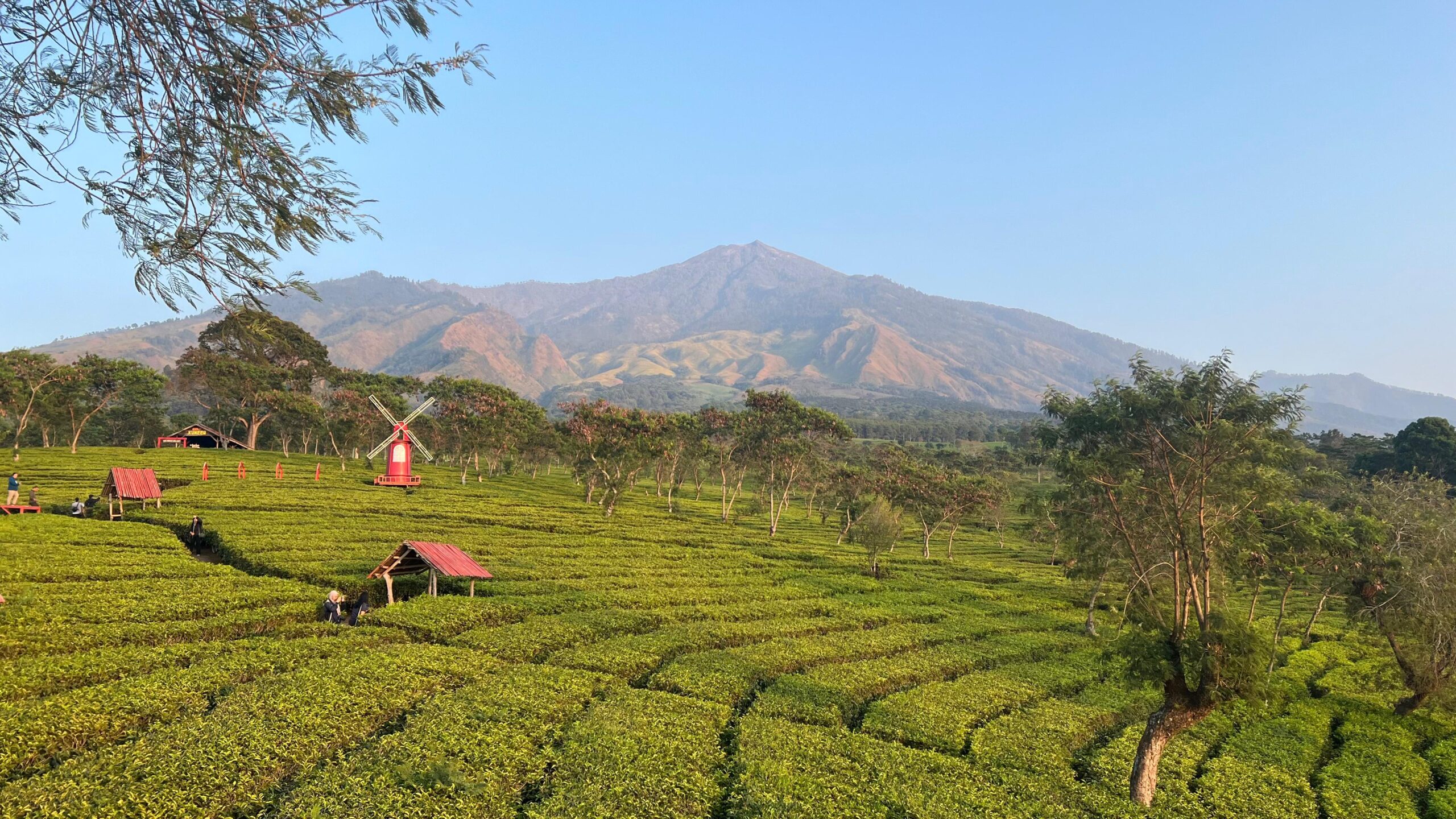 Menikmati akhir pekan di Bukit Kuneer Wonosari dengan menikmati indahnya sunrise hingga cicipi Teh Berkualitas